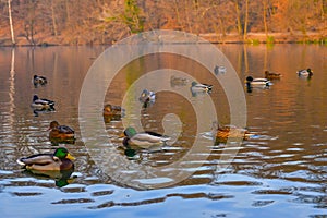 Pond inhabited by richly colored ducks