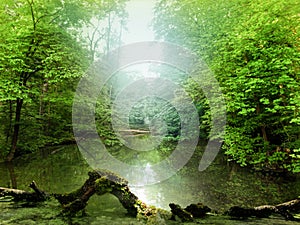 Pond in the jungle reflecting the trees