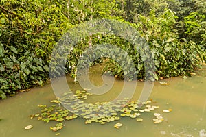 Pond in Kakamega Forest Reserve, Ken photo