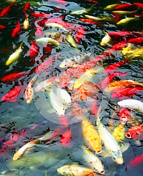 A Pond of Koi