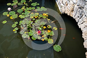 Pond with koi carps and lily pads, lotus flowers