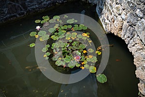 Pond with koi carps and lily pads, lotus flowers