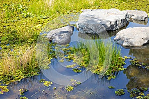 Pond lake green swamp fresh nature shallow water flood area with aquatic plants grass good ecology