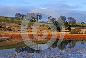 Pond Landscape