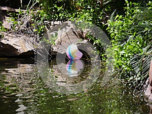 Pond in a landscaped backyard garden