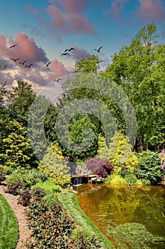 Pond in Landscaped Garden