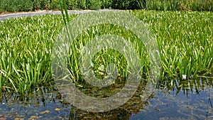 Pond landscaping with aquatic plants