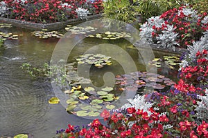 Pond with lilies