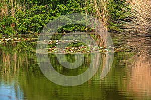 A pond with lilies in the park and stalks of reeds along the water\'s edge