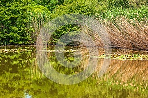 A pond with lilies in the park and stalks of reeds along the water\'s edge