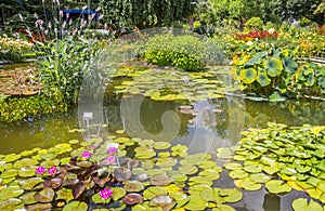 Pond with lilies and water plants in the Westfalen park in Dortmund photo