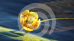 Pond-lily