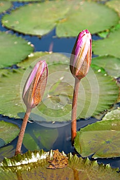 Pond lily flowers