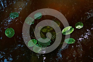 Pond lily leafs floating in river
