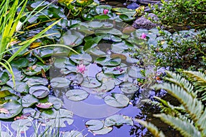 Pond Lily Pads