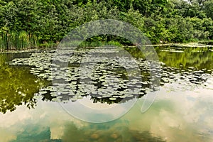 Pond with lily,s at the Grand River trail in Kitchener, Ontario, Canada