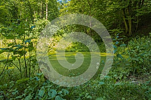 A pond located in a forest in early summer
