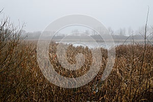 Pond with lots of cattails and reeds in foggy weather. Natural scenery of a water surface with trees in the background. Foreground