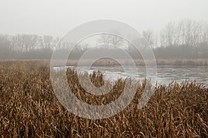 Pond with lots of cattails and reeds in foggy weather. Natural scenery of a water surface with trees in the background. Foreground