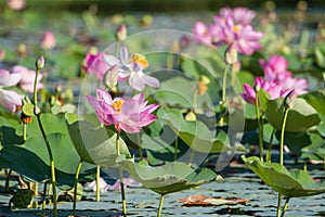 Pond of lotus