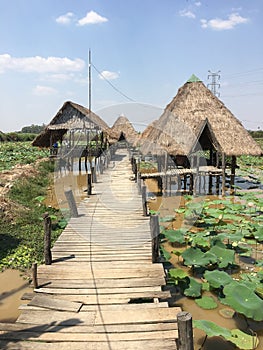 Pond of lotus in Cambodia