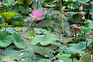 Pond with lotus or waterlilly flowers in Varkala, Kerala, India