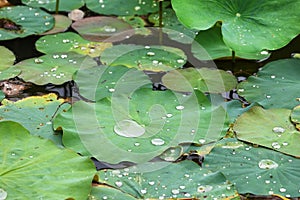 Pond with lotus or waterlilly flowers in Varkala, Kerala, India