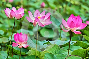 Pond with lotus or waterlilly flowers in Varkala, Kerala, India