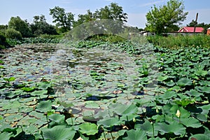 Pond with lotuses. Lotuses in the growing season. Decorative plants in the pond