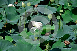Pond with lotuses. Lotuses in the growing season. Decorative plants in the pond