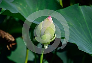 Pond with lotuses. Lotuses in the growing season. Decorative plants in the pond