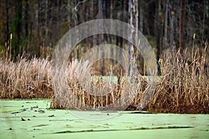 Pond Marsh with Green and Grass.