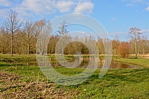 Pond in a meadow with trees photo