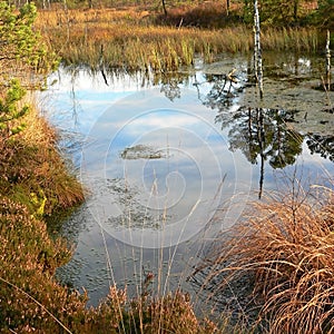 Pond in the moor