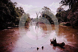 Pond with muddy water in the forest. Gloomy landscape