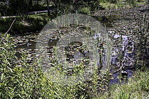 Pond Lillies