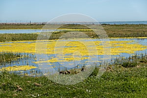 Pond at OlandÂ´s southern cape, Sweden