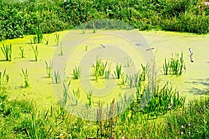 Pond overgrown with duckweed