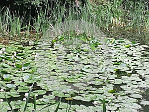 A pond overgrown with emerald-colored water lilies with white flower buds and reeds.