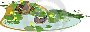 Pond overgrown with flowering yellow water-lily Nuphar lutea with green leaves and pair of wild ducks