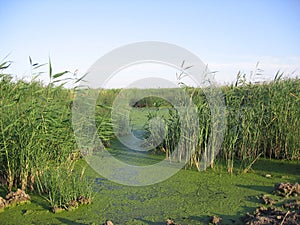 Pond overgrown with grass green stream swamp mud in the summer in the reeds