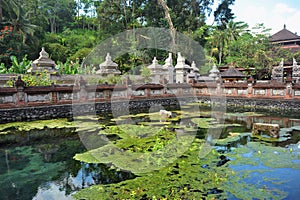 Pond overgrown with grass in a sacred place