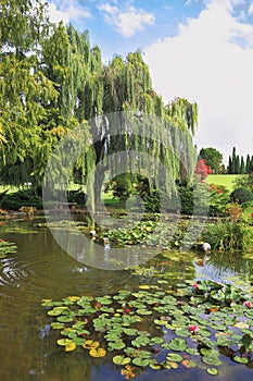 The pond, overgrown with lilies