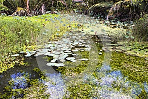 Pond overgrown with lotuses,Nusa Penida in Indonesia