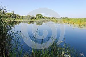 Pond overgrown with marsh and water plants against clear sky