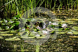 Pond overgrown with water lilies