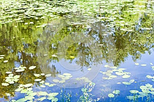 Pond overgrown by water-lily leaves in forest