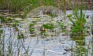 The pond overgrown with yellow water lilies or spatter-dock and other aquatic plants. Bright flower buds and blue sky reflecting o