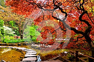 Pond with overhanging red Japanese maples during springtime