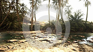 Pond and palm trees in desert oasis 2
